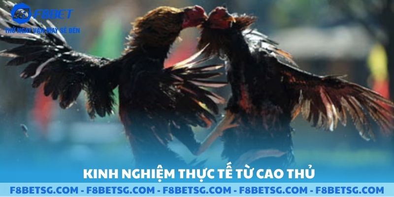 Kinh nghiệm thực tế từ cao thủ
