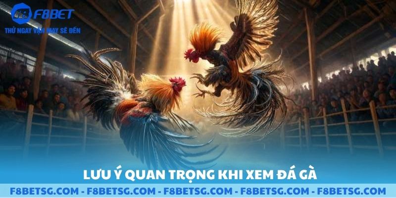 Lưu ý quan trọng khi xem đá gà