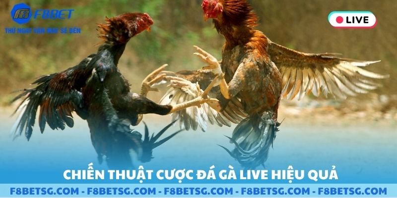 Chiến thuật cược đá gà live hiệu quả