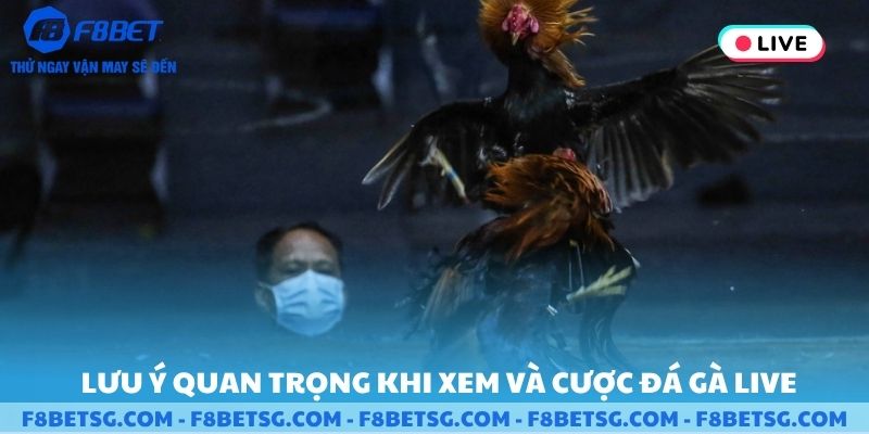 Lưu ý quan trọng khi xem và cược đá gà online