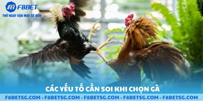 Các yếu tố soi khi chọn gà