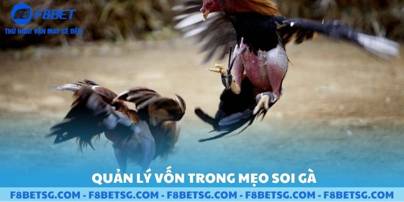 Quản lí vốn trong mẹo soi gà