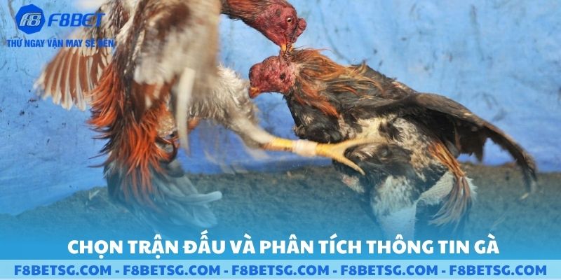 Chọn trận đấu và phân tích thông tin gà