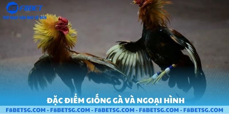 Đặc điểm giống gà và ngoại hình